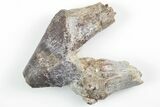 Fossil Primitive Whale (Pappocetus) Premolar - Morocco #215134-1